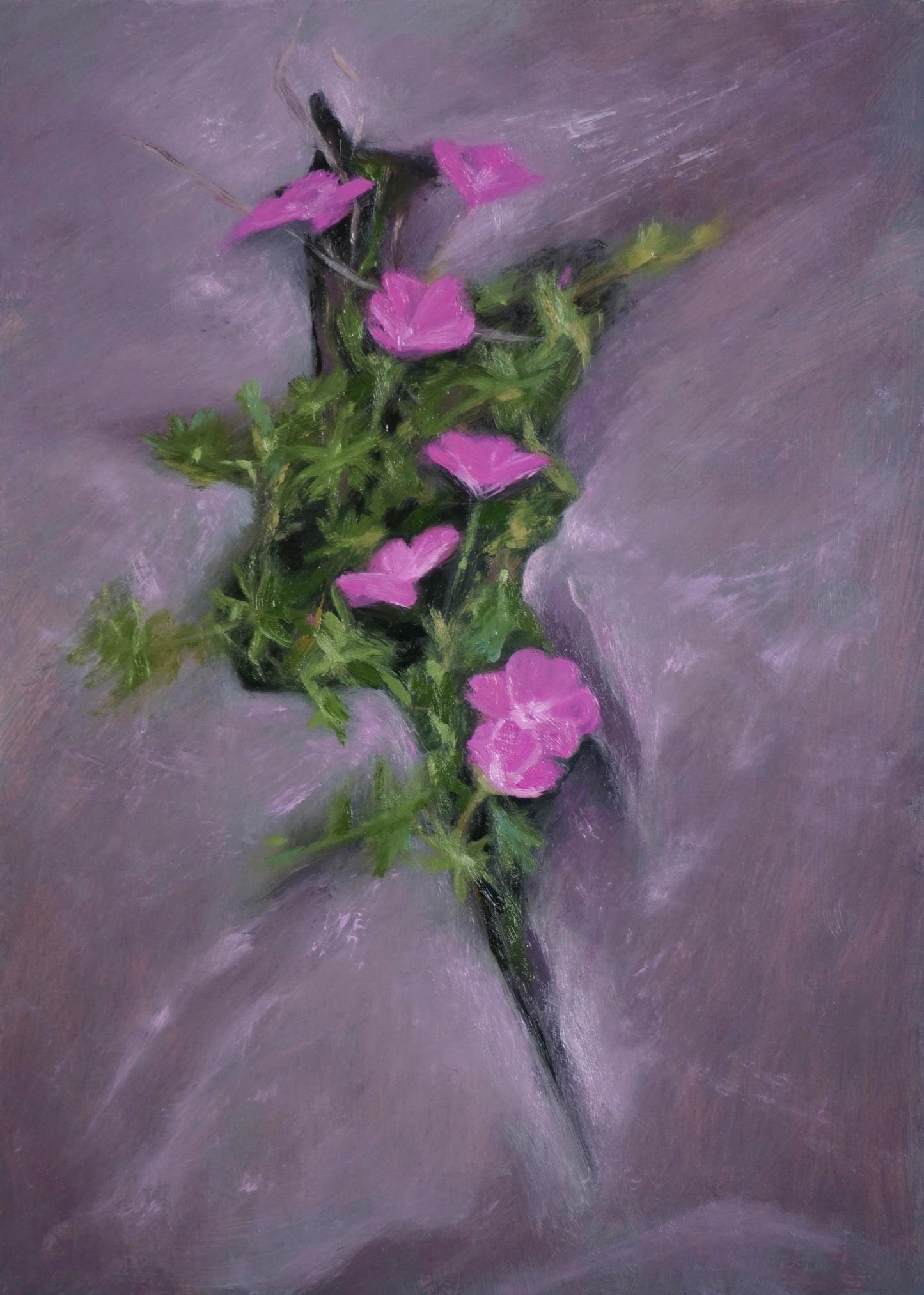 Inis Mór, Aran - Bloody Cranesbill